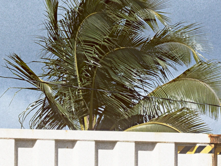 The same fronds with digital sharpness, every strand cut clean.