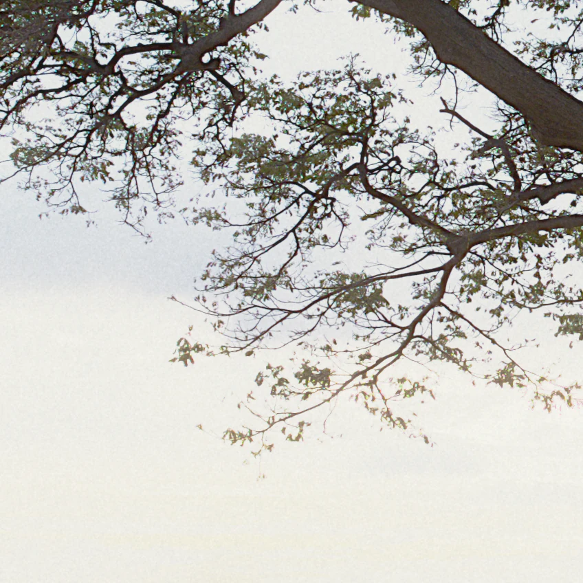 The same branches in milkglass with Kodak Gold 200, the sky held and every twig drawn.